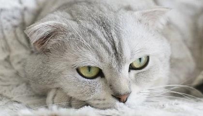 九游app下载中心-曼城对尤文的胜利强化其世俱杯头号竞争者地位，曼城尤文最新比赛